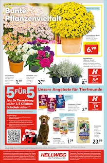 Blumen im Hellweg Prospekt "Die Profi-Baumärkte" mit 16 Seiten (Potsdam)