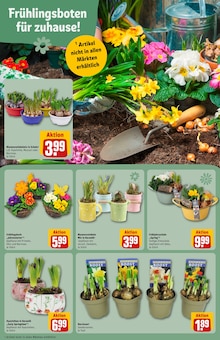 Pflanzen im REWE Prospekt "Dein Markt" mit 36 Seiten (Nürnberg)