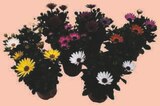 OSTEOSPERMUM en promo à 5,80 € chez Hyper U OSTEOSPERMUM dans le catalogue Hyper U