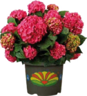 Garten-Hortensie im Angebot bei Globus-Baumarkt in Ratingen Garten-Hortensie Angebote bei Globus-Baumarkt Ratingen für 9,99 €