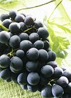 Raisin muscat AOP Ventoux à Casino Supermarchés dans Le Gua Raisin muscat AOP Ventoux à Casino Supermarchés dans Le Gua