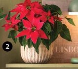 Weihnachtsstern Princettia Angebote bei Dehner Garten-Center Offenbach für 1,99 €