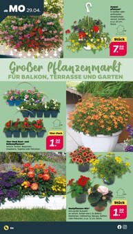 Balkonpflanzen im Netto mit dem Scottie Prospekt "Günstig. Besser. Für Dich." mit 32 Seiten (Lübeck)