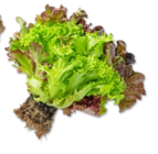 Dtsch. Multicolor-Salat oder Kopfsalat im Angebot bei Kaufland in Dülmen Dtsch. Multicolor-Salat oder Kopfsalat Angebote bei Kaufland Dülmen für 0,99 €