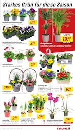 toom Baumarkt Orchidee im Prospekt 