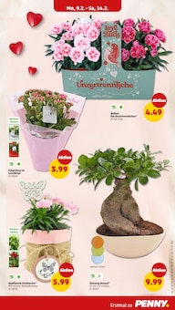 Bonsai im Penny Prospekt "Wer günstig will, muss Penny." mit 38 Seiten (Düsseldorf)