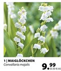 Maiglöckchen Angebote bei Dehner Garten-Center Unna für 9,99 €