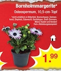 Bornholmmargerite bei Zimmermann im Prospekt "" für 1,99 €