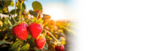 EDEKA - Erdbeeren Angebot im Prospekt Erdbeeren bei EDEKA im Prospekt "" für 4,99 €