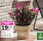 Rosier grosses fleurs - Meilland en promo chez E.Leclerc Rosier grosses fleurs - Meilland dans le catalogue E.Leclerc