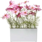 Aktuelle Blumentopf Angebote bei Rusta in Essen Aktuelles Sommerpflanzen im Topf Angebot bei Rusta in Essen ab 5,00 €