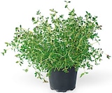 Freilandkräuter Angebote bei REWE Bergkamen für 1,79 €