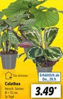 Calathea für 3,49 € bei Lidl im Angebot Calathea im aktuellen Lidl Prospekt