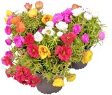 Aktuelles Portulakröschen Angebot bei REWE in Jena ab 1,49 €