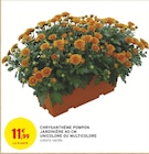 Chrysanthème Pompon Jardinière en promo chez Intermarché Hyper Toulouse à 11,99 €