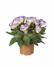 Eustoma Angebote bei Lidl Paderborn für 1,99 €