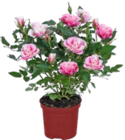 Rose zweifarbig von  im aktuellen Kaufland Prospekt für 2,99 €