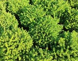 Strauchveronika Green Boys im ZG Raiffeisen Prospekt zum Preis von 2,79 €