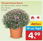 Chrysanthemen Busch im Angebot bei Netto Marken-Discount in Halberstadt Chrysanthemen Busch Angebote bei Netto Marken-Discount Halberstadt für 4,99 €