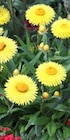 Aktuelle Pflanzen Angebote bei ZG Raiffeisen in Freiburg (Breisgau) Aktuelles Strohblume Angebot bei ZG Raiffeisen in Freiburg (Breisgau) ab 3,19 €