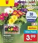 Primeln von  im aktuellen Netto Marken-Discount Prospekt für 3,99 €