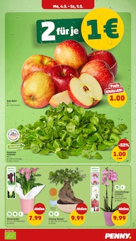 Pflanzen im Penny Prospekt "Wer günstig will, muss Penny." mit 46 Seiten (Mainz)