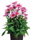 Dehner Garten-Center Heiligenroth - DAHLIE Angebot im Prospekt DAHLIE bei Dehner Garten-Center im Heiligenroth Prospekt für 7,99 €