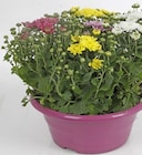 Chrysanthemen-Mix in Schale im aktuellen Thomas Philipps Prospekt