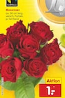 Moosrosen im Angebot bei Netto Marken-Discount in Leverkusen Moosrosen Angebote bei Netto Marken-Discount Leverkusen für 1,00 €