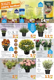 Chrysanthemen Angebote im Prospekt "Immer eine Idee besser" von Globus-Baumarkt auf Seite 2