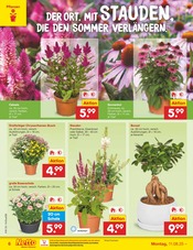 Aktueller Netto Marken-Discount Prospekt mit Chrysantheme, "Aktuelle Angebote", Seite 8