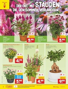 Bonsai im aktuellen Netto Marken-Discount Prospekt (Düsseldorf) Bonsai im Netto Marken-Discount Prospekt "Aktuelle Angebote" mit 61 Seiten (Düsseldorf)