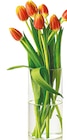 Tulpen für 1,99 € bei Netto mit dem Scottie im Angebot Tulpen im aktuellen Netto mit dem Scottie Prospekt