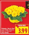 Primeln 'Ton in Ton' bei E center im Berlin Prospekt für 3,99 €