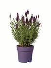 Lavendel stoechas im Lidl Prospekt Lavendel stoechas im aktuellen Lidl Prospekt für 2,79 €