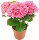 Aktuelles Hortensie Angebot bei Kaufland in Pforzheim ab 4,98 €