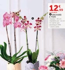 Orchidée 2 Tiges dans le catalogue Super U