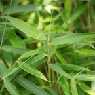 Bambou Fargesia Robusta Pingwu. Le pot de 5 litres - BOTANIC® en promo chez Botanic Neuilly-sur-Seine à 29,99 €