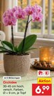 Orchidee im Angebot bei Netto Marken-Discount in Paderborn Orchidee Angebote bei Netto Marken-Discount Paderborn für 6,99 €
