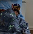 Paw Patrol Lizenz Flanell Decke von  im aktuellen REWE Prospekt für 12,99 €