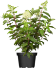 Aktuelles RISPENHORTENSIEN Angebot bei OBI in Recklinghausen ab 16,99 €