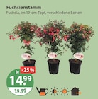 Fuchsienstamm im aktuellen V-Markt Prospekt für 14,99 €