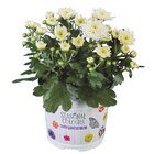 Chrysanthemen im Angebot bei Lidl in Heidelberg Chrysanthemen Angebote bei Lidl Heidelberg für 1,49 €