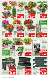 Blumenampel Angebot im aktuellen Kaufland Prospekt auf Seite 28