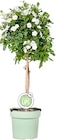 Palme im Angebot bei Thomas Philipps in Weiden Palme Angebote bei Thomas Philipps Weiden für 24,99 €