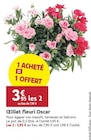 Promo Œillet fleuri Oscar à 3,95 € dans le catalogue LaMaison.fr à Alençon
