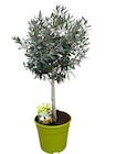 Oliven-Stamm bei Hagebaumarkt im Brake Prospekt für 29,99 €
