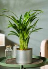 Areca Palme im Angebot bei Garten-Center Nordharz GmbH & Co. KG in Kassel Areca Palme Angebote bei Garten-Center Nordharz GmbH & Co. KG Kassel für 9,99 €