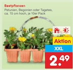Beetpflanzen im aktuellen Netto Marken-Discount Prospekt