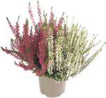 Knospenheide von  im aktuellen V-Markt Prospekt für 1,99 €